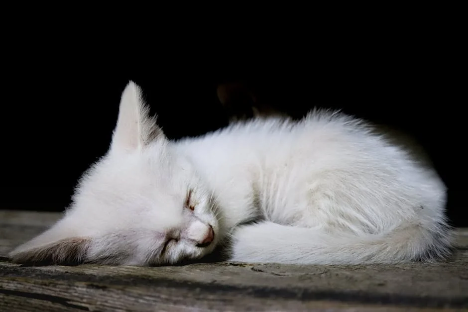 Adorable white kitten sleeping peacefully on rustic wood. Perfect for cozy, serene themes. - aesthetic names for white kittens