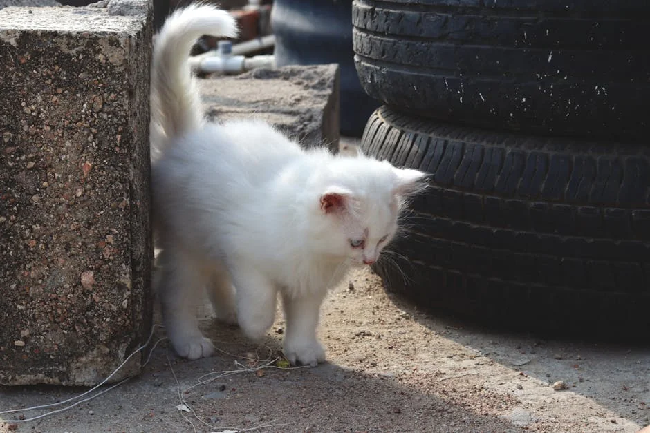 Adorable white kitten exploring a sunny outdoor space near stacked tires. - aesthetic names for white kittens