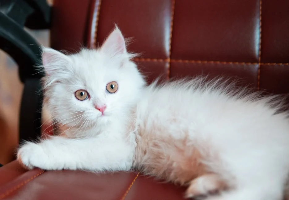 Adorable fluffy white kitten lounging on a brown leather chair indoors, looking alert. - aesthetic names for white kittens
