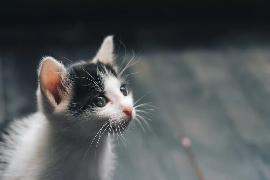 Adorable black and white kitten looking up with curious eyes, close-up view. - aesthetic names for white kittens