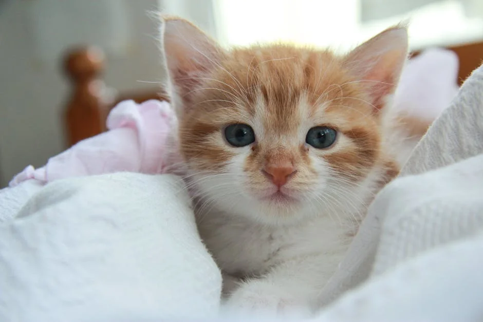 Cute orange kitten with blue eyes resting in a cozy white blanket, exuding warmth and comfort. - aesthetic names for white kittens