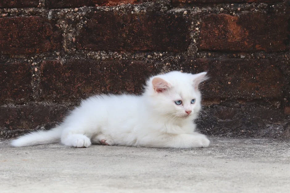 Cute white kitten with blue eyes relaxing against a brick wall outdoors. - aesthetic names for white kittens