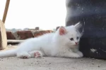 Aesthetic names for white kittens: 150 Best dreamy ideas - aesthetic names for white kittens
