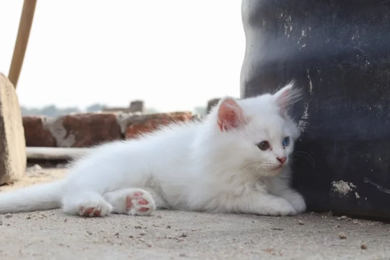 aesthetic names for white kittens: 150 Best dreamy ideas