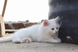 aesthetic names for white kittens: Best aesthetic names for