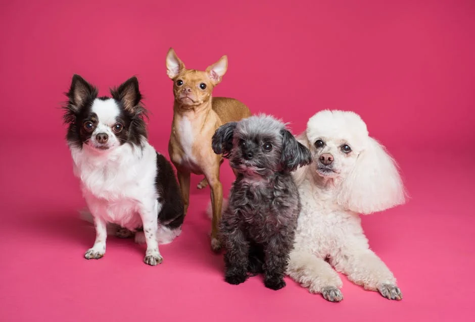 A charming group of small dogs posed against a vibrant pink backdrop, radiating cuteness. - aesthetic pet names