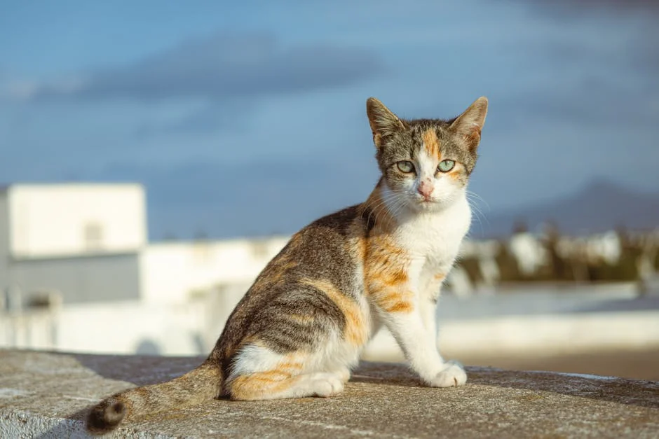 Adorable calico cat with vibrant fur sitting on a sunny outdoor ledge. - aesthetic pet names