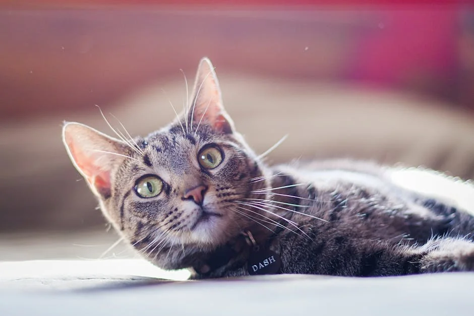 A beautiful tabby cat lying down, captured in a warm, serene setting. - anime cat names