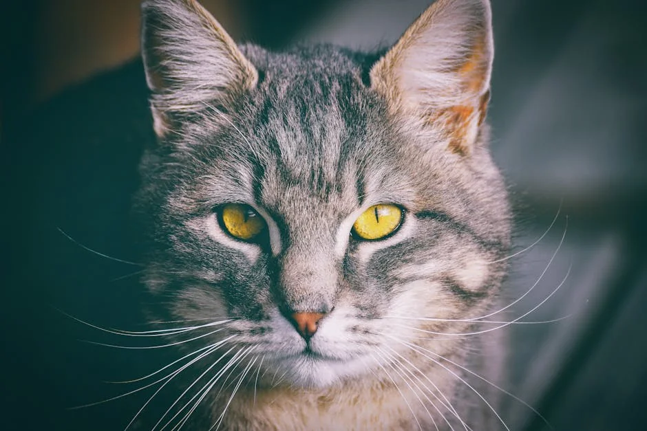 Intense gaze of a tabby cat with striking yellow eyes and long whiskers. - anime cat names