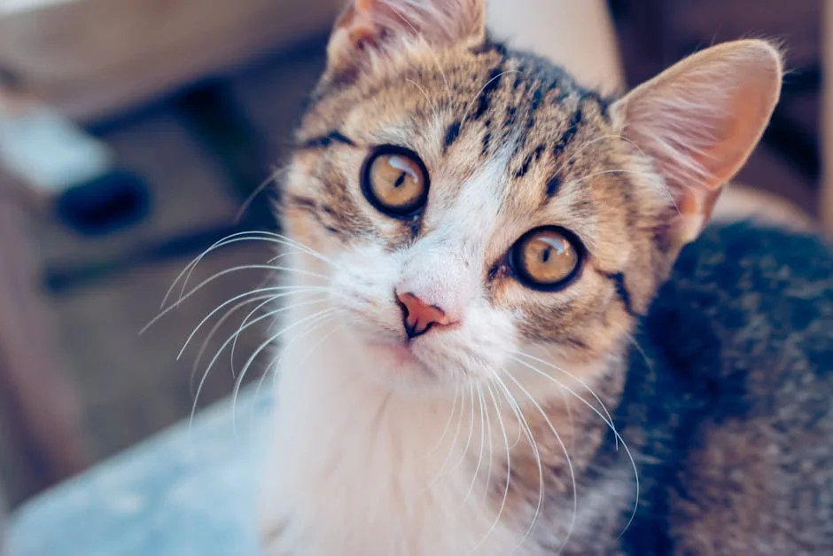 Adorable tabby cat with striking eyes and whiskers captured in a close-up portrait. - anime cat names