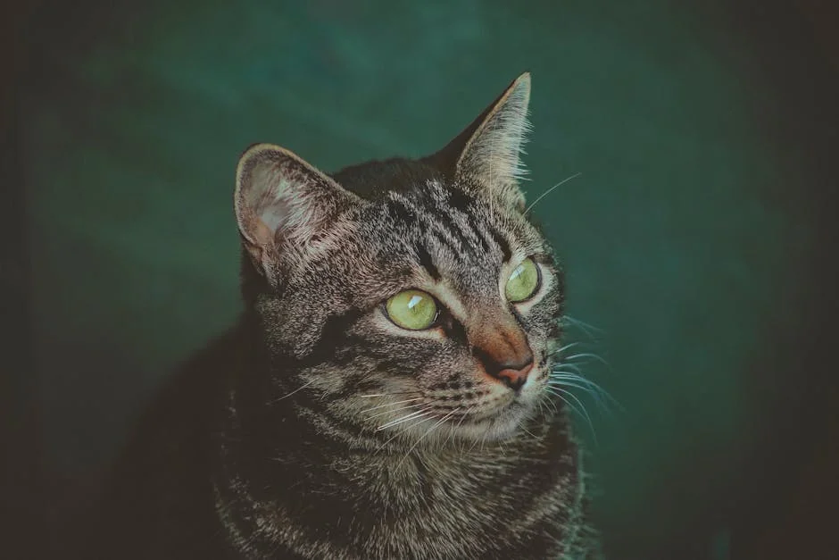 A detailed close-up of a tabby cat with striking green eyes against a dark background. - anime cat names