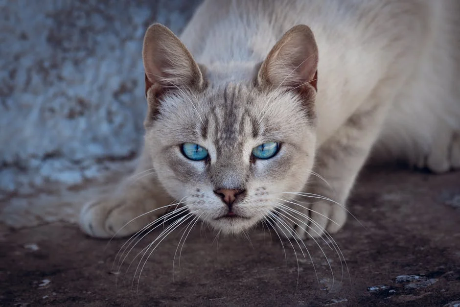 A white cat with striking blue eyes captured in a curious pose outdoors. - anime cat names