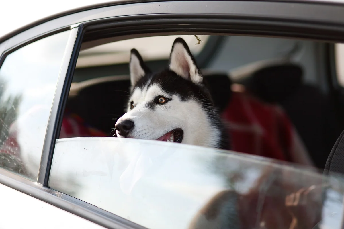 machine, pet, dog, window, trip, animal, husky - anime inspired dog names for huskies