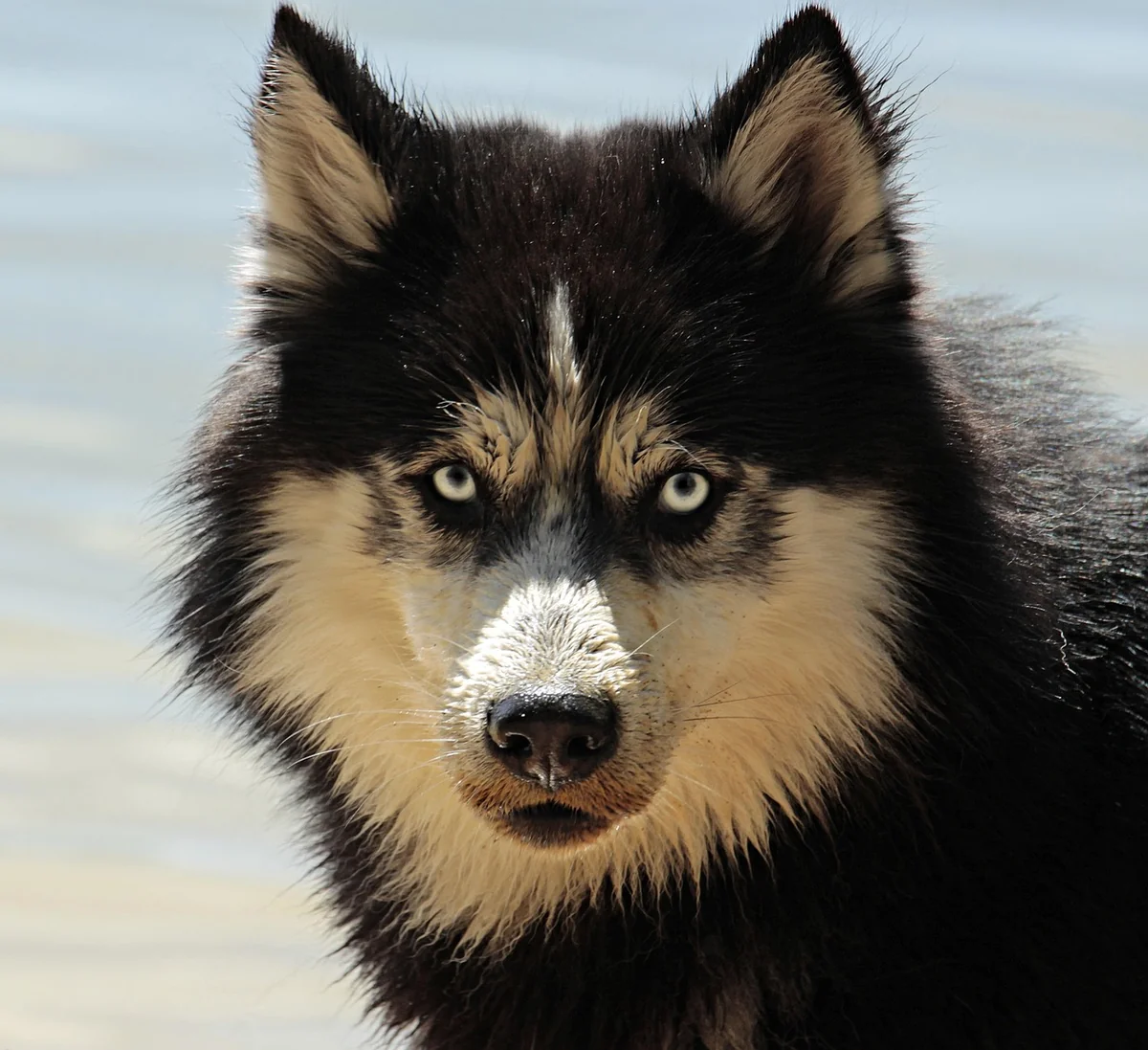 husky, dog, pet, malamute, canine, animal, fur, snout, mammal, dog portrait, animal world, dog breed, nature, dog, dog, dog, dog, dog - anime inspired dog names for huskies