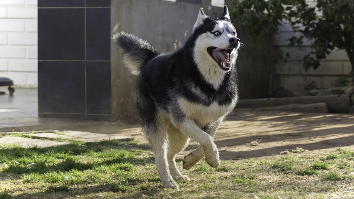 siberian husky, husky, animal, pet, dog - anime inspired dog names for huskies
