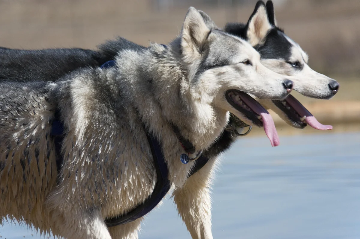 siberian husky, animal, pet, husky, dog - anime inspired dog names for huskies