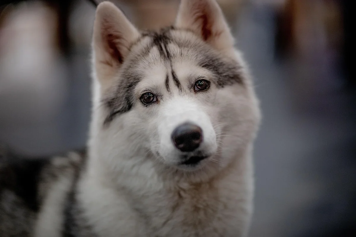 dog, canine, pet, domestic, animal, nature, cute, mammal, eyes, portrait, dog, dog, dog, dog, dog - anime inspired dog names for huskies