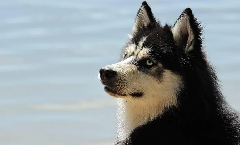 anime inspired dog names for huskies: 6 : Top Picks