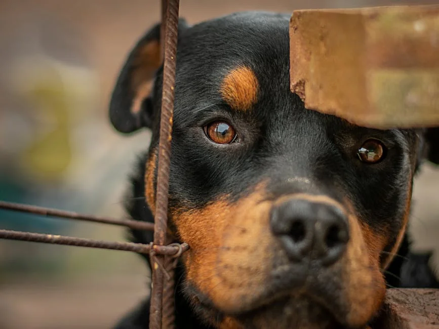 Close-up of a Rottweiler dog looking through a rustic fence, showing its expressive eyes. - badass guard dog names for rottweilers