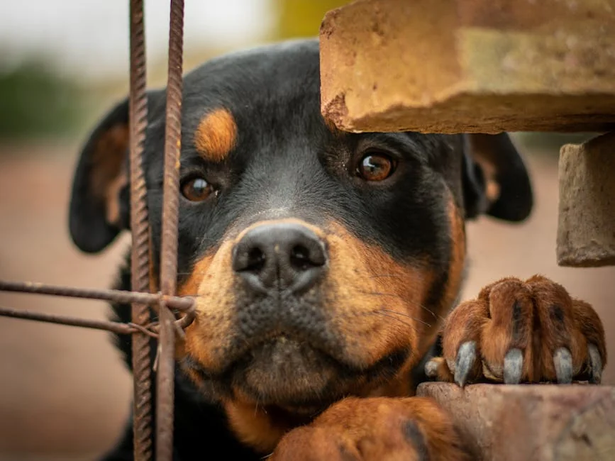 Close-up of a Rottweiler peeking through bars, showcasing curiosity and alertness. - badass guard dog names for rottweilers