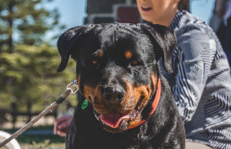 A friendly Rottweiler on a leash, enjoying a sunny day with its owner outside. - badass guard dog names for rottweilers