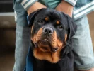 Badass guard dog names for rottweilers: 6 : Top Picks - badass guard dog names for rottweilers