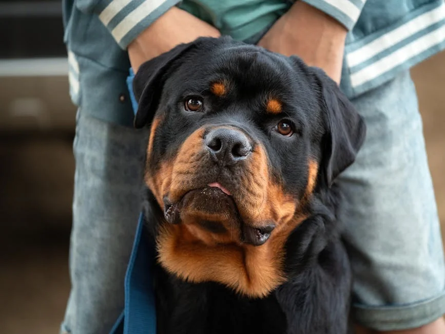 Badass guard dog names for rottweilers Guide: Essential Tips - badass guard dog names for rottweilers