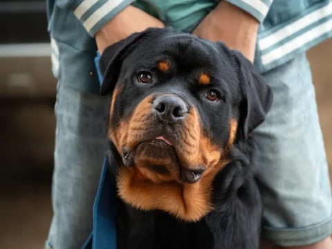 Badass guard dog names for rottweilers: 6 : Top Picks - badass guard dog names for rottweilers