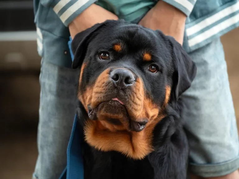badass guard dog names for rottweilers: 6 : Top Picks