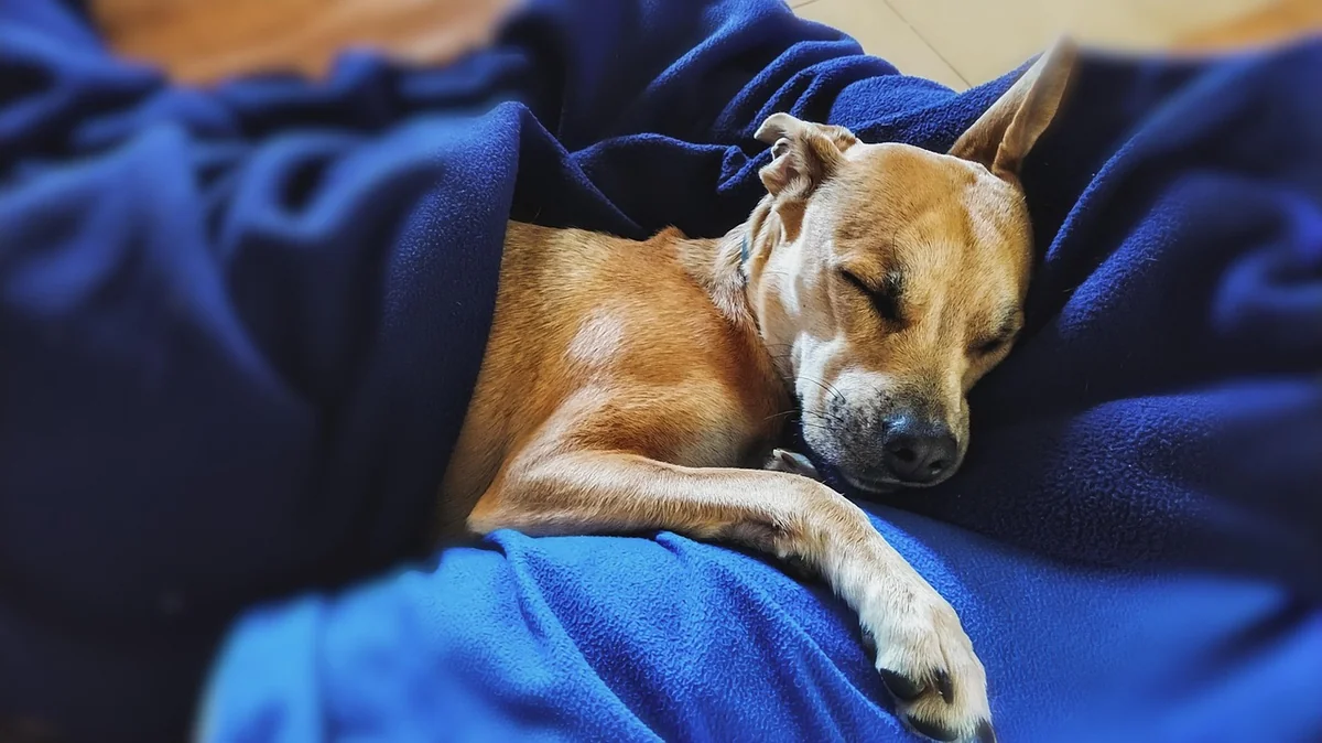 mascot, animal, pitbull, small breed, domestic, dog, pet, sleeping - badass pitbull names