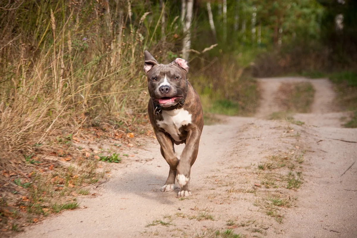 dog, running, run, pet, amstaff, stafford, pitbull, animal, sand - badass pitbull names