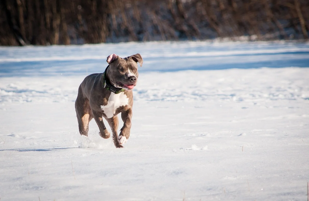 dog, pitbull, nature, terrier, animal, winter, pet, snow - badass pitbull names