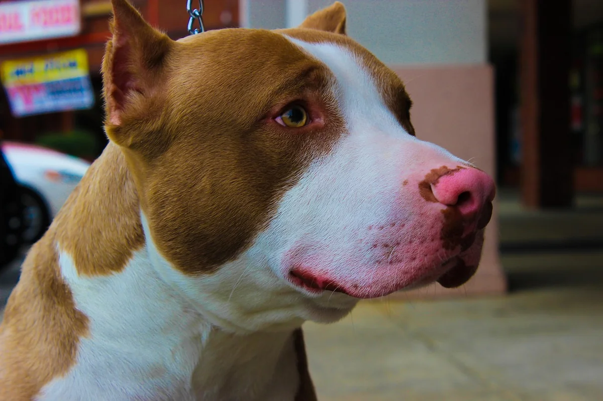 dog, pet, nature, canine, brown, pitbull, animal - badass pitbull names