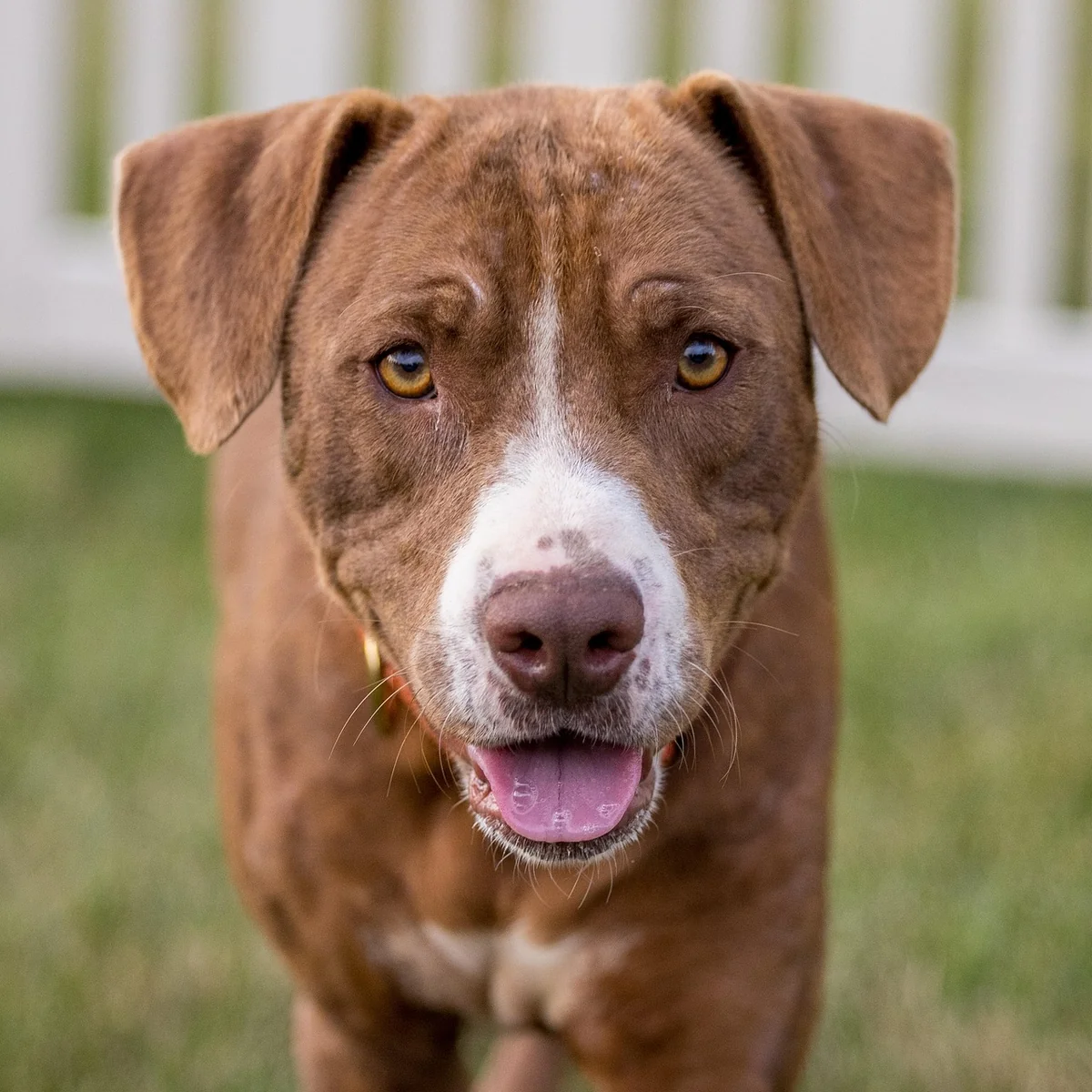 dog, animal, pet, pitbull, labrador, hunter, cute, chocolate - badass pitbull names