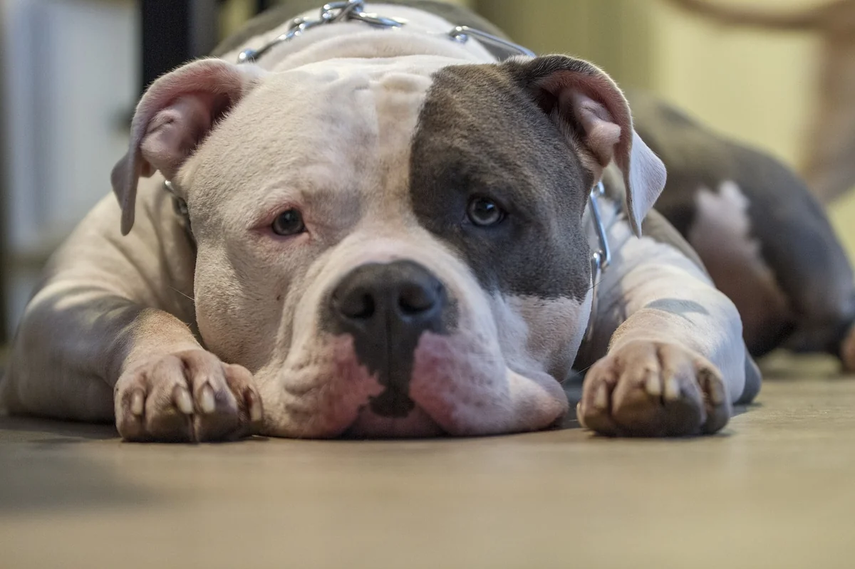 dog, pitbull, bully, animal, pet, puppy, american pitbull, american bully, sad dog, amstaff, mastiff, mood, huge dog, big dog, nature, canine, brown dog, brown puppy - badass pitbull names