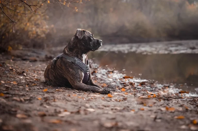 badass pitbull names: 250+ Bold Ideas for Your Dog
