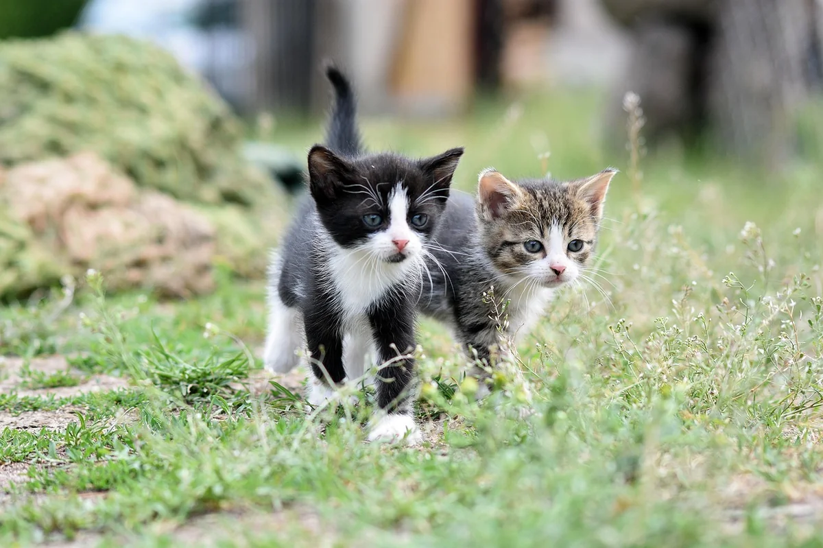 cats, kittens, pet, young cat, animals, domestic cat, feline, mammal, little cats, grass, nature, cute, cats, pet, pet, pet, pet, pet, cute, cute - black cat names male