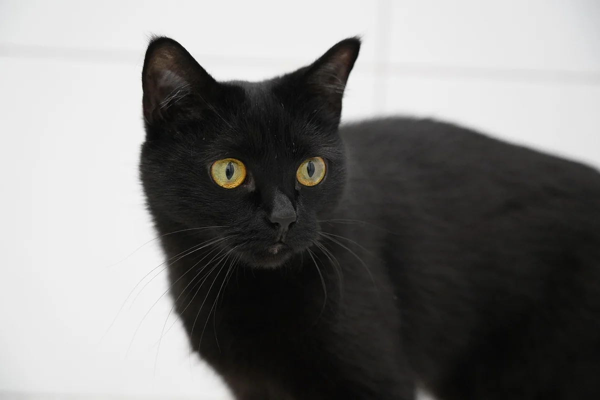 cat, mammal, eyes, animal, pet, wild, wildlife, cute, black, nature, black cat - black cat names male