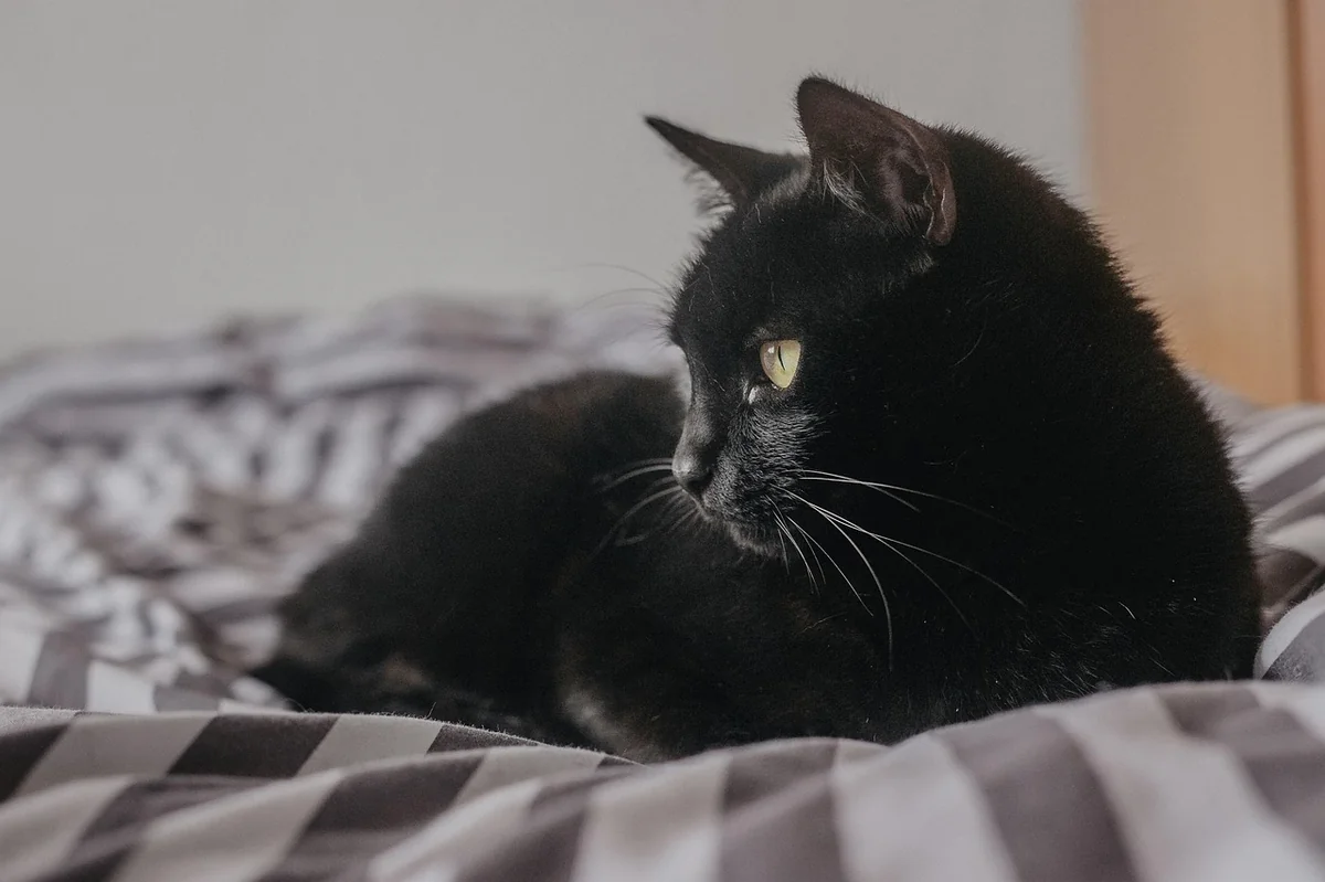 cat, kitten, pet, black cat, kitty, young cat, animal, domestic cat, feline, nature, mammal, cute, adorable, portrait - black cat names male