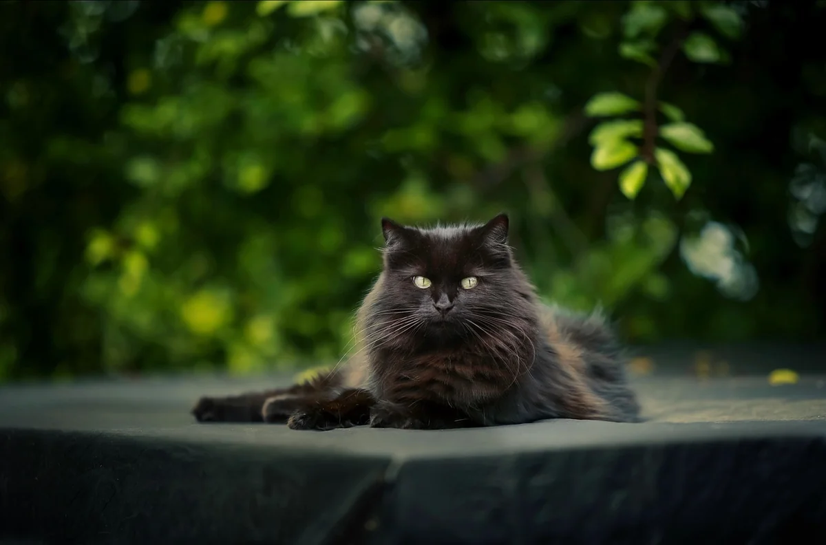 cat, pet, feline, animal, nature, fur, lying, whiskers, kitty, domestic, domestic cat, cat portrait, animal world - black cat names male