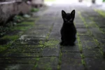 Black cat names male: 250+ Bold, Cute Ideas: Essential Tips - black cat names male