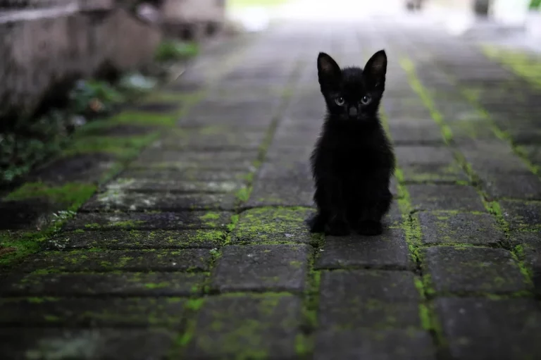 black cat names male: 250+ Bold, Cute Ideas: Essential Tips