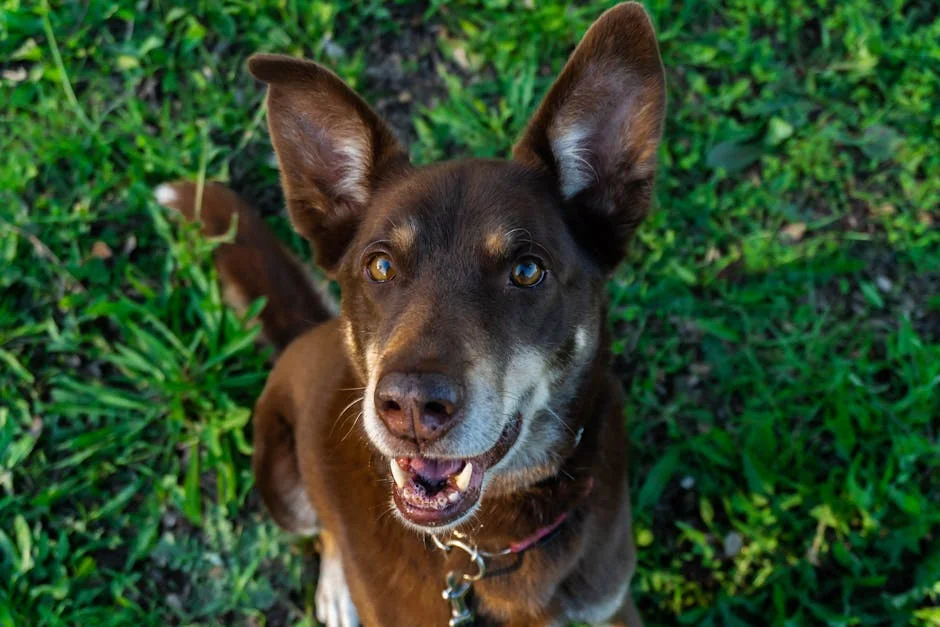 Close-up of a smiling Australian Kelpie dog sitting in a vibrant green garden. - brown dog names unique