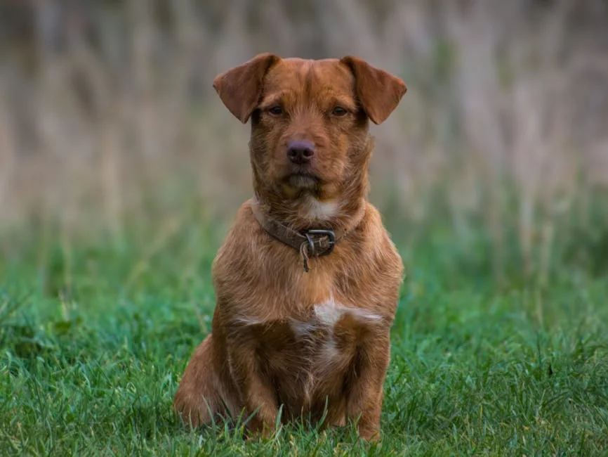 Charming brown dog with collar sits alertly on lush green grass background. - brown dog names unique