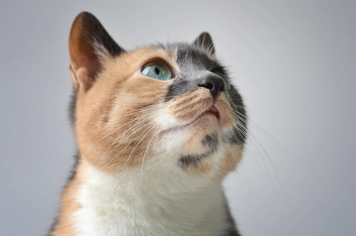 cat, pet, calico cat, feline, kitten, nature, kitty, animal, fur, mammal, domestic, domestic cat, cat portrait - calico cat names female