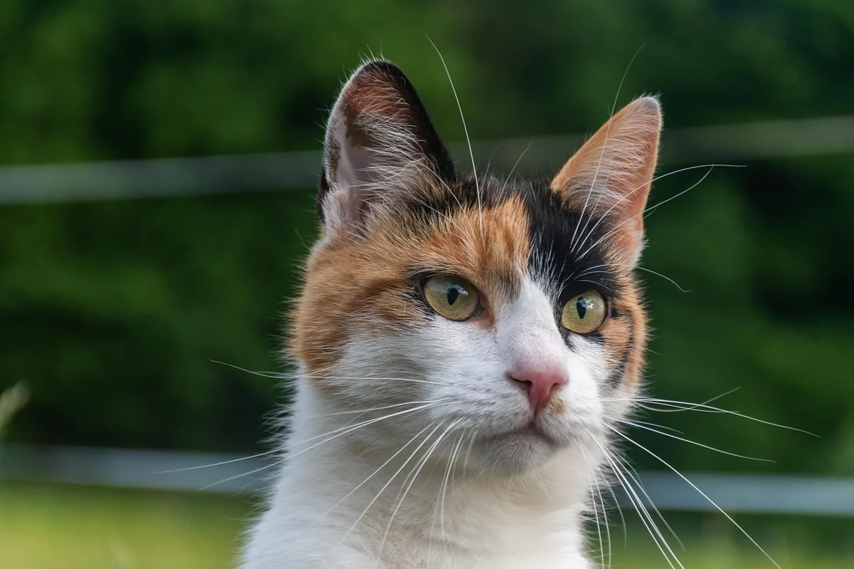 cat, calico cat, outdoors, animal, feline, pet, mammal, calico, nature, calico cat, calico cat, calico cat, calico cat, calico cat - calico cat names female