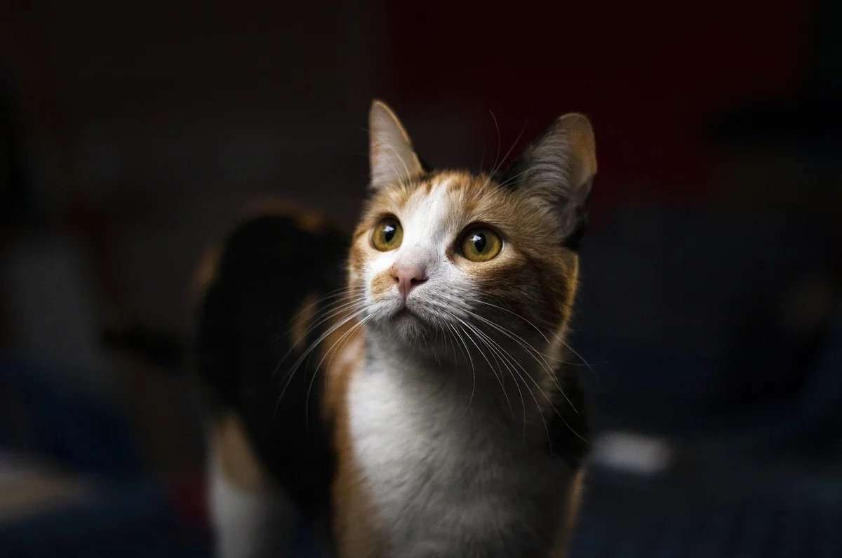 animal, cat, feline, nature, pet, mammal, fur, whiskers, macro - calico cat names female