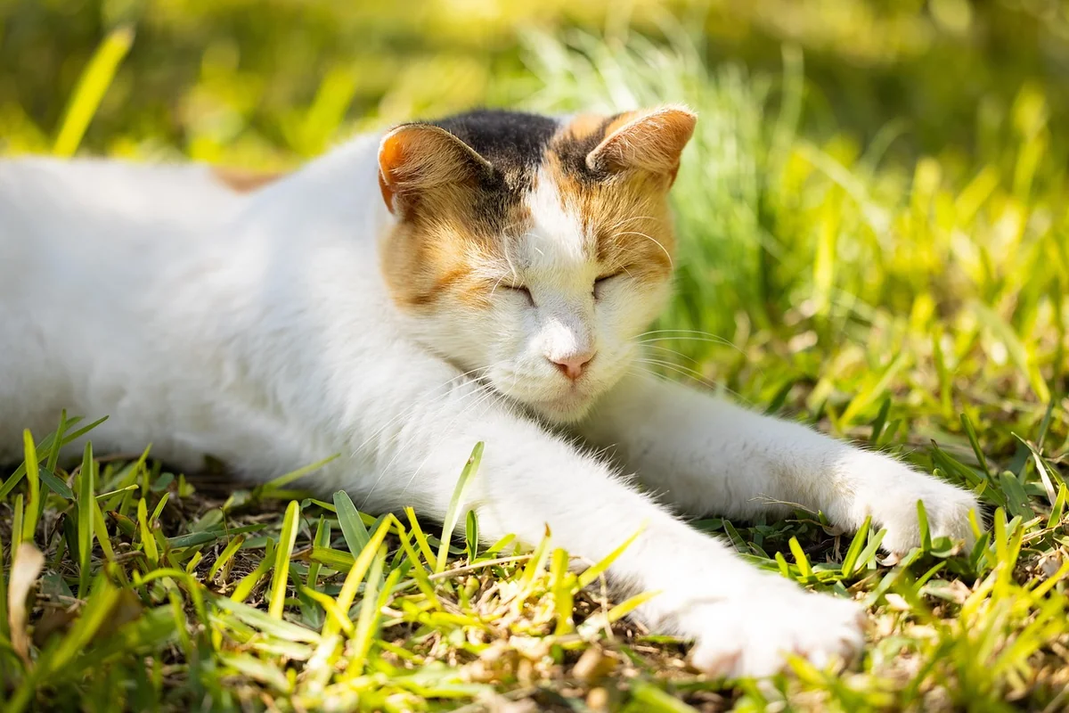 cat, pet, feline, animal, fur, kitty, whiskers, mammal, domestic, domestic cat, cat portrait, animal world, nature, close up, cat, cat, cat, cat, cat - calico cat names female