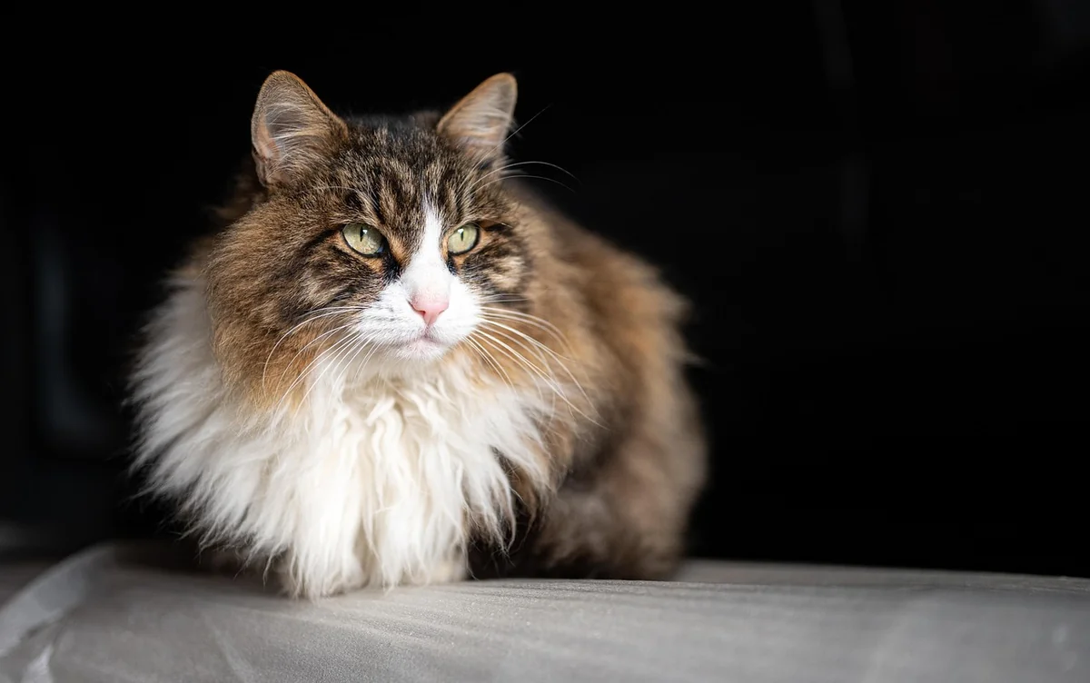 cat, feline, pet, animal, nature, mammal - calico cat names female