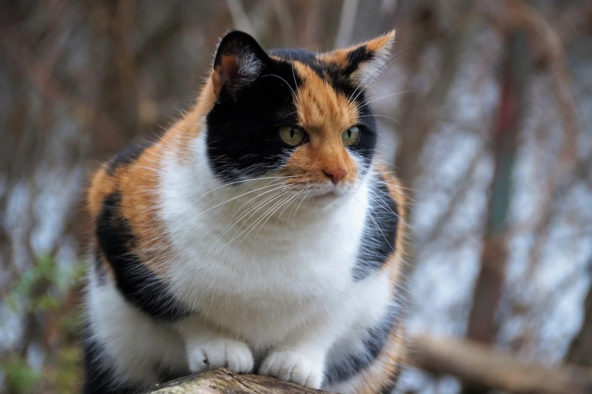 cat, animal, pet, calico cat, nature, tricolor, feline, whiskers - calico cat names female